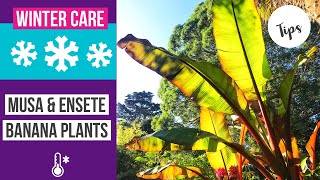 How to care for Musa amp Ensete banana plants in winter  Winterization [upl. by Skelly]