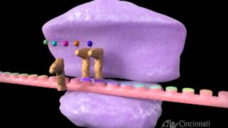 Inhibitors of protein synthesis [upl. by Ennayr]