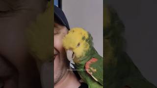 The talking parrot is the funniest😆🤣 [upl. by Melquist]