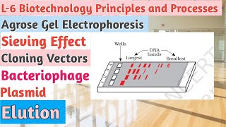 L6BiotechnologyPrinciples and ProcessesGel ElectrophoresisCloning VectorsPlasmidBacteriophage [upl. by Ynaitirb]