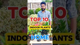 TOP 10 Indoor Plants for Home Bedroom Plants [upl. by Bonita530]