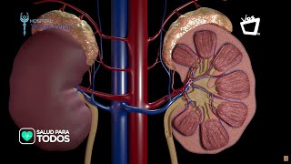 Consejos para cuidar tus riñones  SALUD PARA TODOS [upl. by Anwahsal]