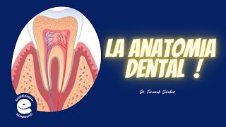 La Anatomia dental [upl. by Paver]