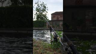 Carpe di canale  Urban Carpfishing  Live Carprun carpfishing carpfishingitalia carp carprun [upl. by Ranna]