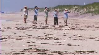 The Plight of the Piping Plover [upl. by Alsworth]