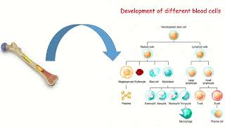 B Cell Development Part 1 بالعربي [upl. by Cati632]