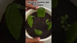 Methods of growing aloe Vera tree from leaf cuttings only seedheads sorticulture seeding [upl. by Adnalu]