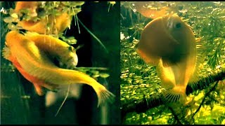 Honey Gourami Laying Eggs [upl. by Marne]