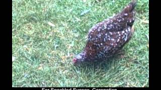 Raising Speckled Sussex Chickens  httpwwwthebackyardchickencoopcom [upl. by Rehpotsrik514]