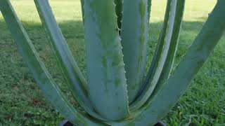 Aloe Vera Barbadensis Miller Stockston Species Update Video [upl. by Ullman477]