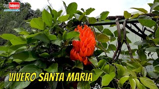 Vivero de plantas exóticas en El Salvador  Vivero Santa Maria  Youtubero Salvadoreño [upl. by Tama]