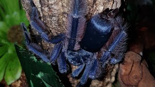 A quick look at my new Tapinauchenius violaceus  Purple Treespider post molt feeding on crickets [upl. by Ethelind]