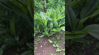 Curcuma caesia Medicinal Turmeric plants at our very own Garden [upl. by Auod]