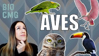 Aves  Classificação e Biologia dos Palaeognathae e Neognathae [upl. by Aigneis]