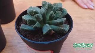 🌵🌸🌵Presentación y Cuidados de Titanopsis y Aloinopsis 🐈🐱 ene 20  Caktuky [upl. by Aderfla]