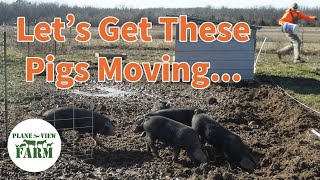 Moving Pigs To A Fresh Pasture [upl. by Alarice]