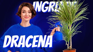 Dracena Ingrijire  Ghid Complet [upl. by Lopes]