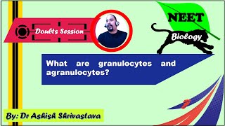 What are granulocytes and agranulocytes Granulocytes Agranulocytes [upl. by Newcomb31]