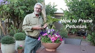 How to Prune Petunias [upl. by Fillander]