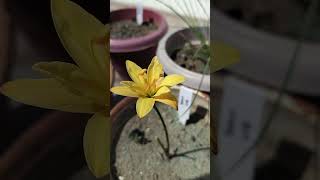 Yellow Line ♥️ evergreenseeds shortsfeed trending shorts growth gardening [upl. by Illib]