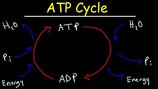 ATP Cycle [upl. by Oderfla]