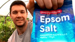 How to use Epsom Salt in the Garden and on Your Potted Plants [upl. by Nosmoht]