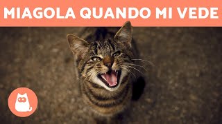 Gatto che miagola QUANDO TI VEDE  7 motivi [upl. by Pressman]