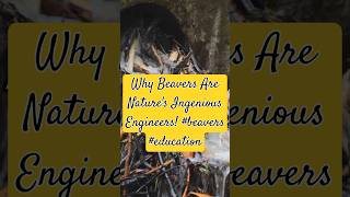 Why Beavers Are Natures Ingenious Engineers beavers education [upl. by Neelyar261]