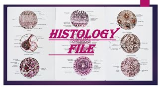 MBBS GOVERNMENT COLLEGE HISTOLOGY FILE  DIAGRAMS AND THEORY  ANATOMY SLIDES [upl. by Clarine]