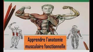 Apprendre lanatomie musculaire fonctionnelle [upl. by Ahsilrac335]