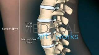 3D Medical Animation  Normal lumbar spine anatomy of a female [upl. by Bertrando859]