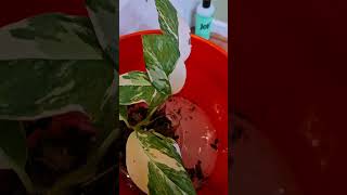 Pest Treatment for Plants  Bubble Bath for Plants 🪴 [upl. by Nolos]