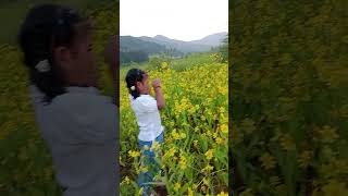 Yellow flower farm at Araku  yellow carpet reha agencies shortvideos [upl. by Bluma]