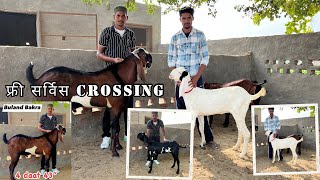 Free Crossing Service अच्छी क्वालिटी की बीटल बकरियाँ जो ब्रीडिंग फार्म के मुनाफ़े को डबल कर देगी [upl. by Salohci]