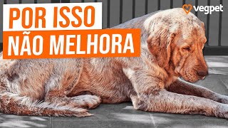 Fungos em Cães e Gatos Veja Como Tratar [upl. by Hackathorn]