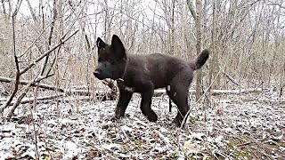 Blue Bay Shepherd Kurgan 10wks  1st River Hike [upl. by Ahscrop393]