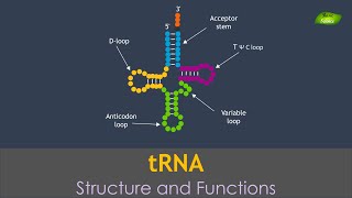 tRNA Structure and Functions of tRNA  Basic Science Series [upl. by Ronnoc611]