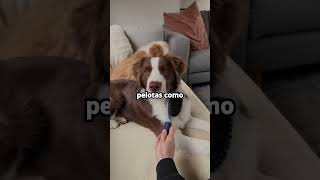 Los impresionantes ovejeros🐾🐑 perros viralvideo cute love curiosidades perro sabiasque [upl. by Skye]