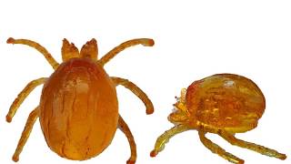 Chapter 1 Basics of scrub typhus and chigger mite vector [upl. by Ecirtaed449]