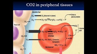 Carbon Dioxide Transportation in Respiratory System  Haldane Effect [upl. by Queenie519]