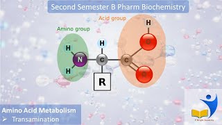 aminoacid metabolism Transamination Malayalam Explanation [upl. by Amelie]