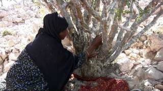 Frankincense Harvesting  Young Living Essential Oils [upl. by Weidman]