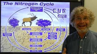 Biologie HV BB De stikstofkringloop [upl. by Fahey]