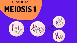 Meiosis 1  Crossing over and Phase identification [upl. by Britt]