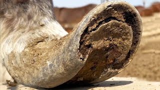 Look donkeys are having their hooves trimmed one by one with beautiful results丨ASMR [upl. by Sitruc983]