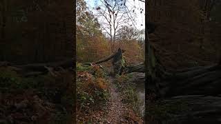 Walk through ancient woodland in the UK [upl. by Ylecic180]