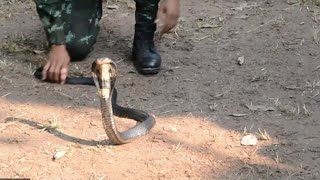 Militärübung „Cobra Gold“ Soldaten trinken KobraBlut und essen Insekten [upl. by Taryn]