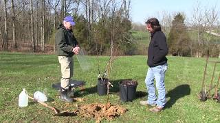 HowTo Plant an Apple Tree Everything you need to know [upl. by Lira287]