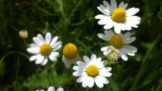 German Camomile Matricaria Chamomilla  20120702 [upl. by Nnayrb]