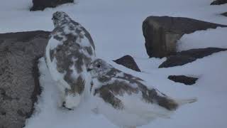 Encountered Ptarmigan Birds on the Ptarmigan Ridge at Mt Baker [upl. by Ron]